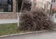 La Satu Mare începe campania de curățenie de toamnă