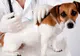 Vaccin antirabic gratuit