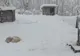 Apel la iubitorii de animale! Adăpostul de câini, într-o situație dificilă. Este nevoie de voluntari și fosteri!