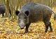 Pădurar ucis de un porc mistreţ