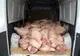 Sute de kilograme de carne de porc confiscate de polițiștii de frontieră