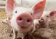 Doi crescători particulari de porci, amendați de DSVSA Satu Mare