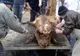 Concurs de tăiat porci, la Foieni