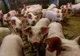 Două ferme de porci din Corund, amendate de inspectorii DSVSA