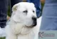 O nouă ediție DOG SHOW Satu Mare 2019