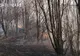 Incendiu de litieră de pădure în zona Negreștiului