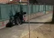 A tăiat un copac proaspăt plantat de Primărie