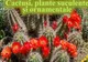 Expoziţia "Cactuşi, plante suculente şi ornamentale", la Muzeul de Artă