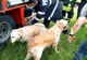 Pompierii au salvat un bărbat și doi câini rămași captivi într-o mașină răsturnată în șanț