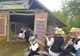 La Soconzel a avut loc azi "Danţu la şură", un obicei străvechi