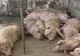 DSVSA: În județul Satu Mare nu mai există nici un focar activ de Pestă Porcină Africană în gospodăriile populației