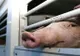 Maramureșean prins în județul Satu Mare transportând porci ilegal