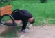 Tânăr aflat sub influența etnobotanicelor, depistat de polițiștii locali într-un parc din Satu Mare