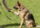 Primăria Carei organizează curs de dresaj canin