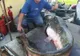 Pește uriaș, de peste 2,5 metri, prins în râul Someș, la Satu Mare