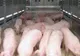 DSVSA a sancționat contravențional patru crescători de porci din Botiz, Culciu, Săcășeni și Borlești