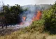 Incendiu de vegetație uscată în Orașu Nou