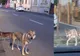 Un lup cehoslovac a ucis și atacat mai mulți câini din municipiul Satu Mare