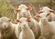 DSVSA Satu Mare a amendat un crescător de ovine din Ghirolt