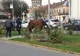 Calul găsit rătăcind pe străzile din Satu Mare va ajunge la o fermă din Sărătura