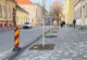 Peste 600 de arbori, plantaţi în municipiul Satu Mare