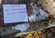 Substanță posibil toxică, aruncată într-o sursă de apă publică dintr-o comună din județul Satu Mare