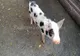 Autoritățile, în alertă! Două noi cazuri de pestă porcină au fost confirmate în județ