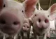 Crescător de porci din județ, amendat de DSVSA Satu Mare