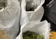 Cultură de cannabis descoperită pe malul Someșului
