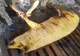 Cazuri de trichineloză la Satu Mare. Veterinarii trag un semnal de alarmă