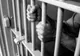 Bărbat condamnat pentru tâlhărie calificată, prins și încarcerat în Penitenciar