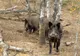 Noi cazuri de Pestă Porcină Africană la trei Fonduri de vânătoare din județul Satu Mare