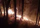 Pompierii negreșteni s-au luptat 24 ore pentru stingerea unui incendiu. Focul s-a extins pe 50 de hectare de pădure