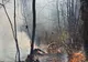 Incendiu de amploare într-o pădure din Țara Oașului