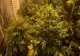 Tânăr reținut pentru trafic de droguri de risc. Avea în apartament o cultură de cannabis