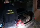 Maşină de Poliţie lovită într-o urmărire în judeţul Satu Mare! Fugarul avea în autoturism 250 de kilograme de pietre semipreţioase