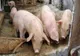 Satu Mare: au fost stinse 49 de focare de Pestă Porcină Africană