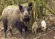 Toate focarele de Pestă Porcină Africană din județul Satu Mare sunt stinse