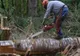 Bărbat din Botiz prins după ce a tăiat ilegal 54 de arbori