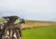 FOTO | Zador - o pasăre codalb - eliberată în vestul ţării
