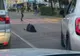 Satu Mare: femeie căzută în mijlocul străzii, ignorată de șoferi
