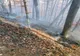 Incendiu violent într-o pădure din Satu Mare! Pompierii s-au luptat două zile cu flăcările (FOTO)