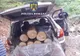 Sătmărean prins la furat de lemne în pădure! A fost amendat cu 1000 de lei (FOTO)