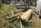 Activități desfășurate la nivelul Inspectoratului de Poliție Județean Satu Mare  pentru prevenirea și combaterea faptelor ilegale din  domeniul forestier
