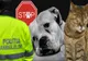 Campanie derulată de Poliţia Animalelor Satu Mare prin satele din judeţ