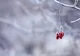 Prognoza meteo 16 decembrie. Vremea extremelor - temperaturi de 17 grade și vânt cu viteze de peste 100 km/h