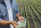 APIA autorizează plățile aferente schemelor de sprijin cuplat   în sectorul vegetal -  Campania 2022
