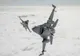 AVIOANELE F-16 ALE ROMÂNIEI VOR EXECUTA ZBORURI LA ÎNĂLŢIMI MICI