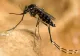 INSP: Un singur caz de infecție cu virusul West Nile, confirmat în Satu Mare în 2026