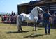 Cei mai frumoși și puternici cai, premiați la Valea Măriei